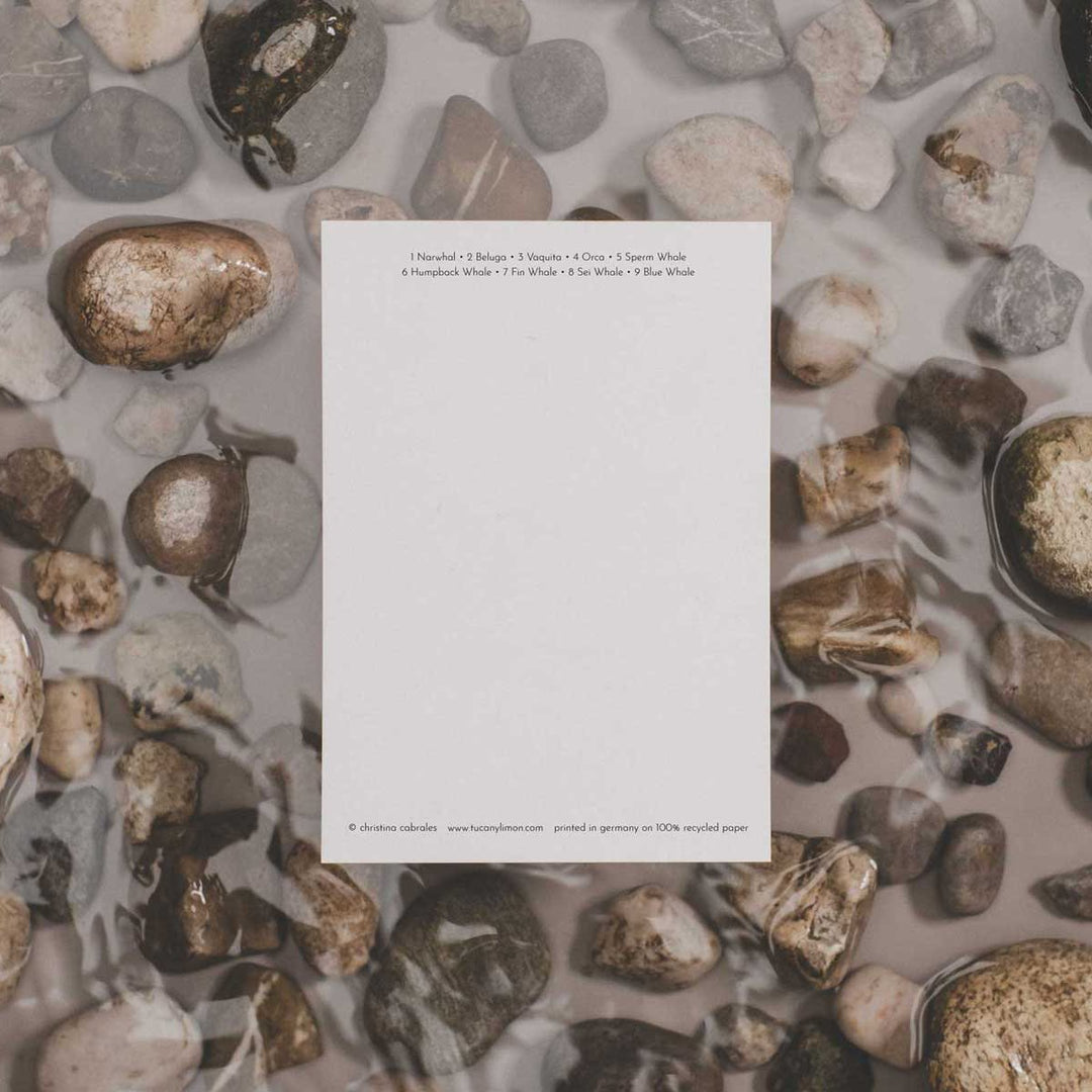 Postcard: Whale & dolphins | Túcan y limón