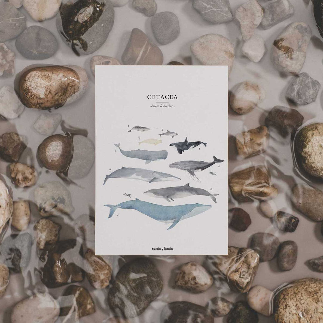 Postcard: Whale & dolphins | Túcan y limón